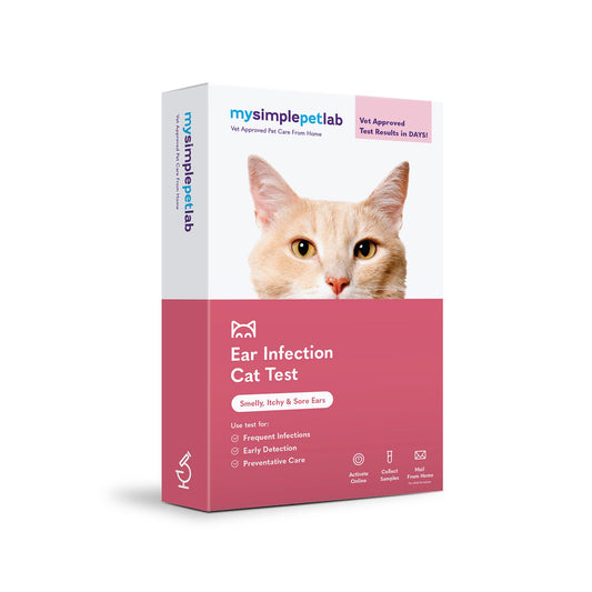 Ear Infection Cat Test