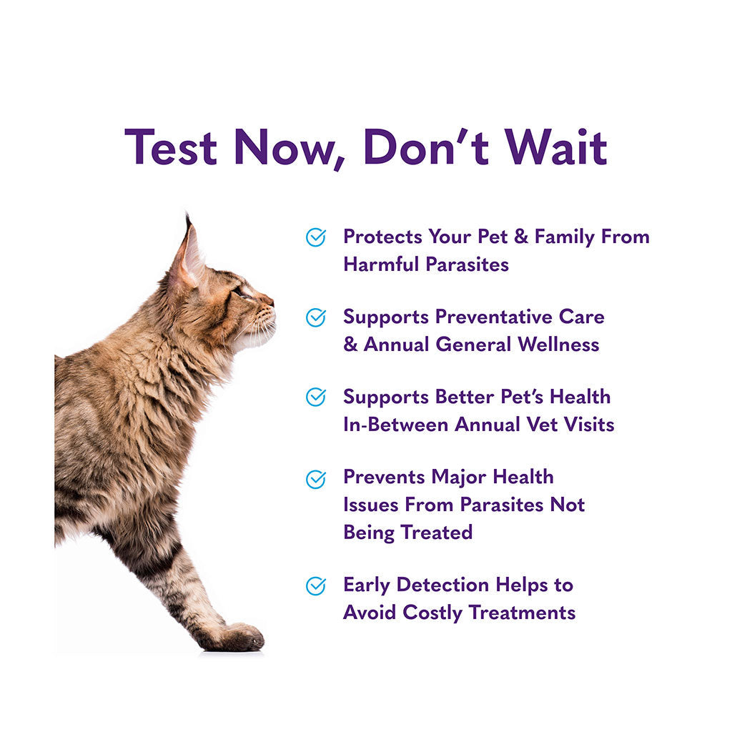 Routine Stool Cat Test – MySimplePetLab