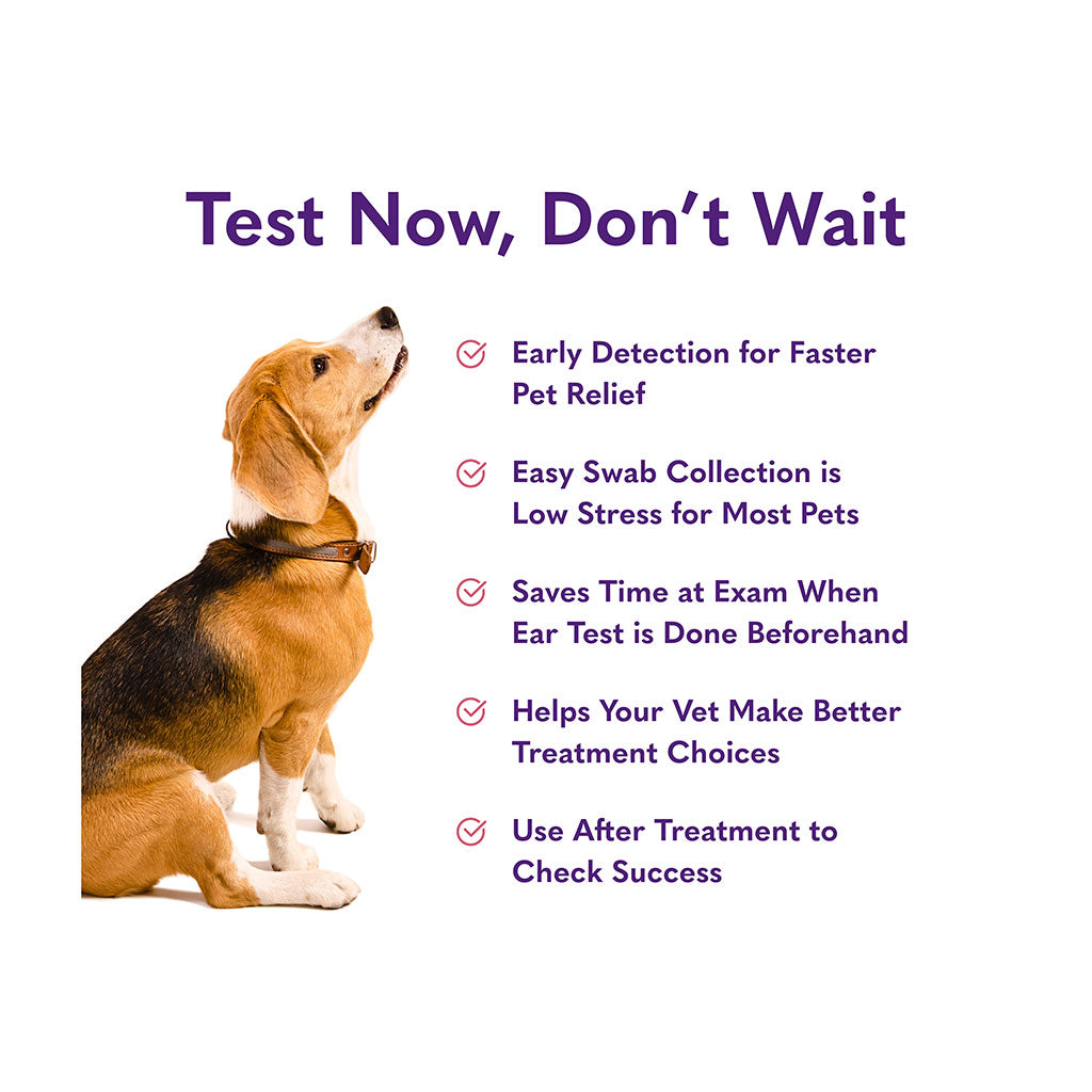 Ear Infection Dog Test