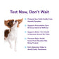 Routine Stool Dog Test